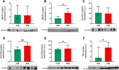 Trophoblast Differentiation Affects Crucial Nutritive Functions of Placental Membrane Transporters